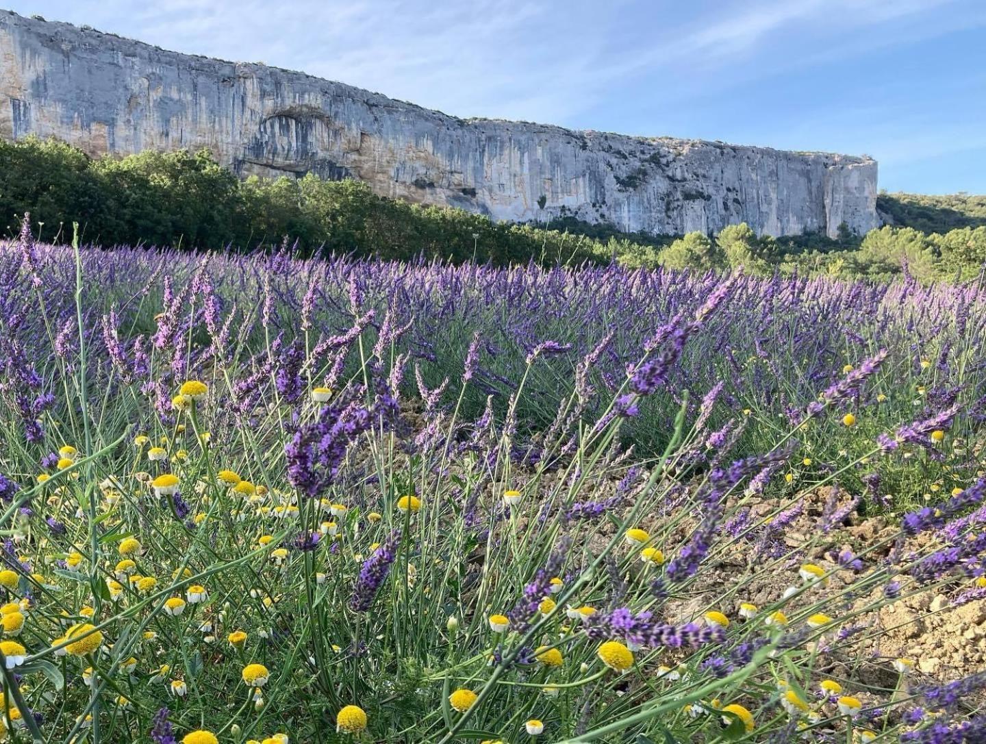 Gite La Madeleine Du Luberon. Lioux Ngoại thất bức ảnh
